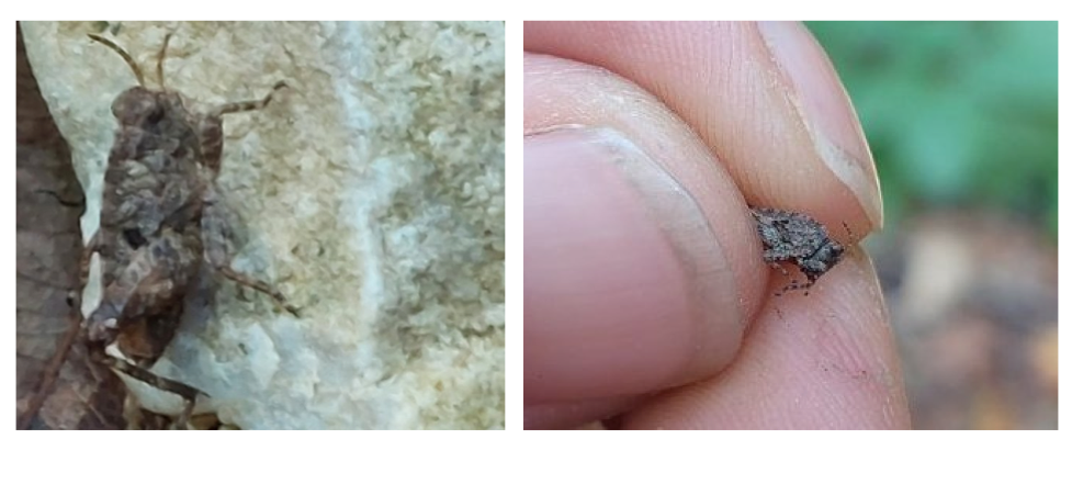 Transsilvanijski monaški skakavac